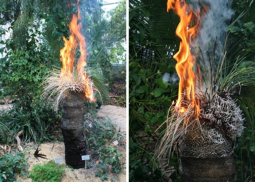 Brinnande grästräd. Foto: Åsa Krüger