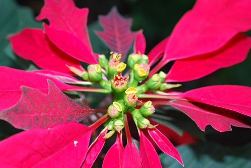 The poinsettia (Euphorbia pulcherrima) is widely used in Christmas floral displays. Photo: Mia Olvång