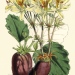 Pelargonium oblongatum