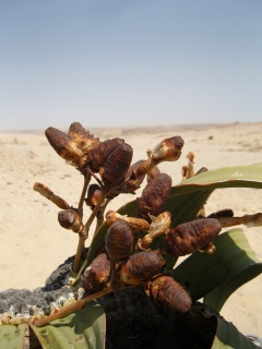 Welwitschia mirabilis med mogna honkottar. Foto: Per-Ola Karis