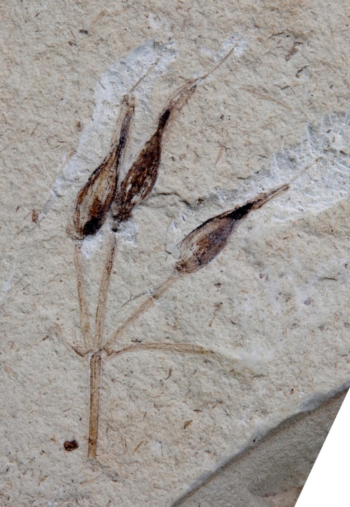 Fossil av Siphonospermum