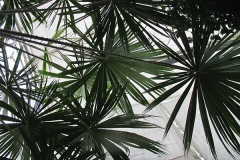 Solfjädersformade blad har palmen Livistona saribus.