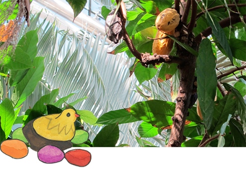 I Palmhallen kan du se upp på kakaoträdets frukter. Inne i frukterna sitter kakaobönorna som är den viktigaste ingrediensen i chokladkakor. I rummet växer också sockerpalm och kokospalm. Foto och illustration: Mia Olvång