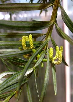 Podocarpus lambertii. Foto: Kristina Bolinder