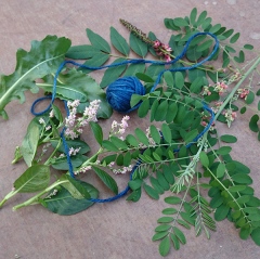 Indigoväxter: vejde, indigo, västindisk indigo och färgpilört. Foto: Kaili Maide