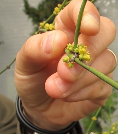 Ephedra likiangensis. Kristina hankottarna med pollen. Foton: Mia Olvång