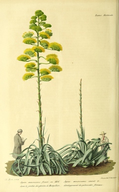 Bild från den botaniska trädgården i Montpellier 1856.