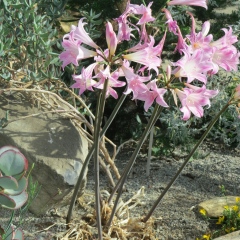 Kapamaryllis, Amaryllis belladonna. Foto: Sari Södergren