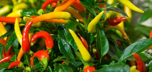 Chilipeppar som skiftar i färgerna gult-orange-rött.