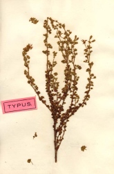 Typexemplaret, det herbarieark P. J. Bergius använde när han beskrev citronpelargon 1767.