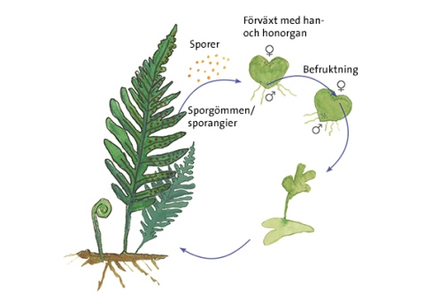 Ormbunksväxternas livscykel. Illustration: Mia Olvång