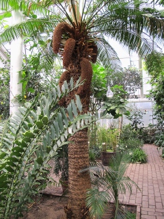 Indisk kottepalm, Cycas circinalis i Tropikrummet, Edvard Andersons växthus.