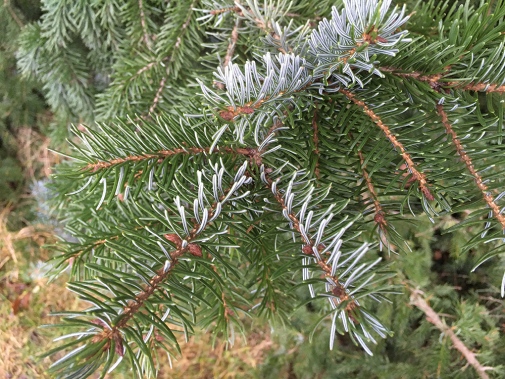 Serbisk gran, Picea omorika. Foto: Gunvor Larsson.