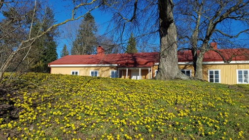 Gräsmatta med gula blommor, vintergäck. I bakgrunden ett gult hus, Bleket.. Foto: Kaili Maide