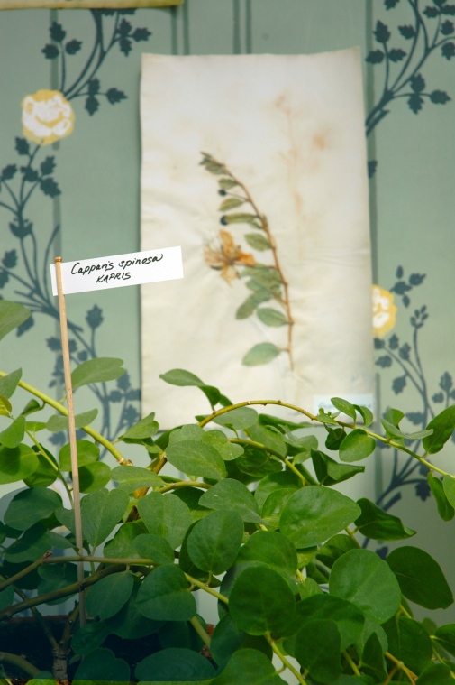 Kapris, Capparis spinosa, på planta och som bild av originalark ur Bergiusherbariet i bakgrunden..