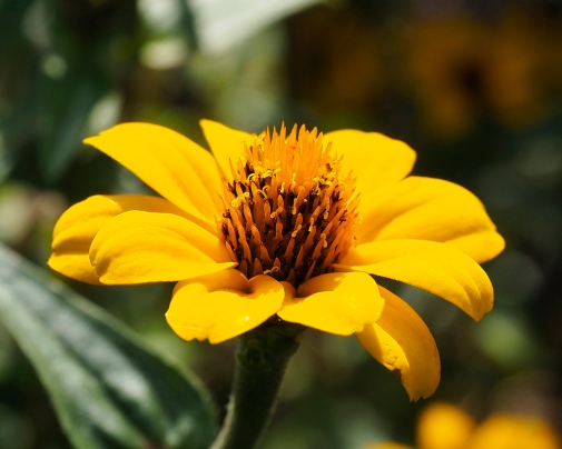 Zinnia, gul blomställning
