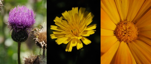 Tre olika blomställningar, en med rörlika blommor, en med tunglika strålblommor och en med båda.