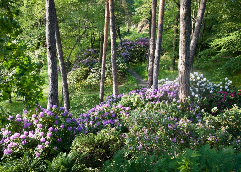 A valley with pine trees andflowering rhododendron in different colours. 