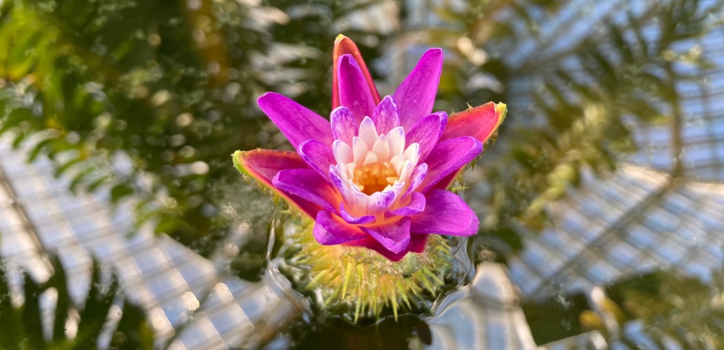En rosa blomma, en vattenväxt, med en vattenspegel i bakgrunden.