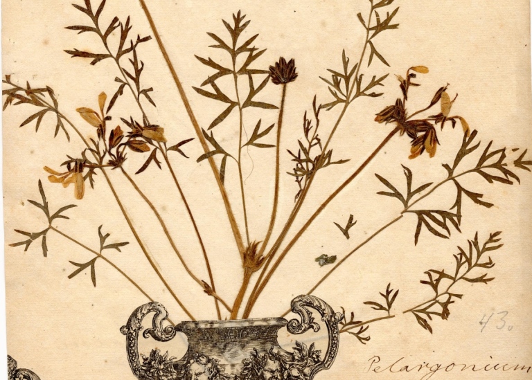 Scannad bild av ett herbarieark med en växt.