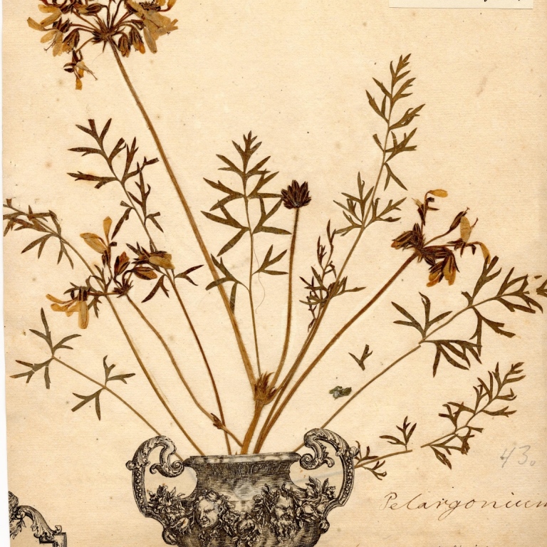 Pelargonium barbatum, Bergiusherbariet