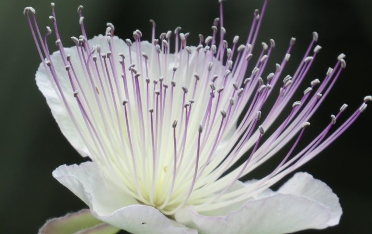 Capers flower