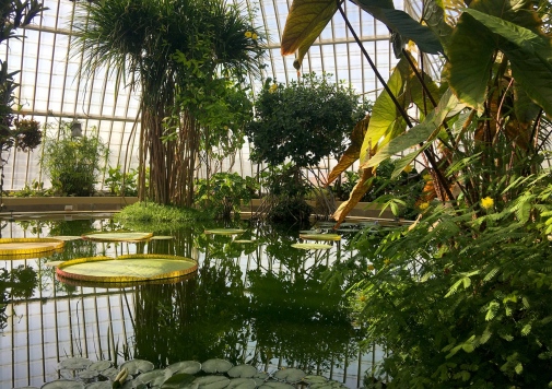 Damm med växtlighet, inne i ett kupolformat växthus. Foto: AnnSofie Börjesson.
