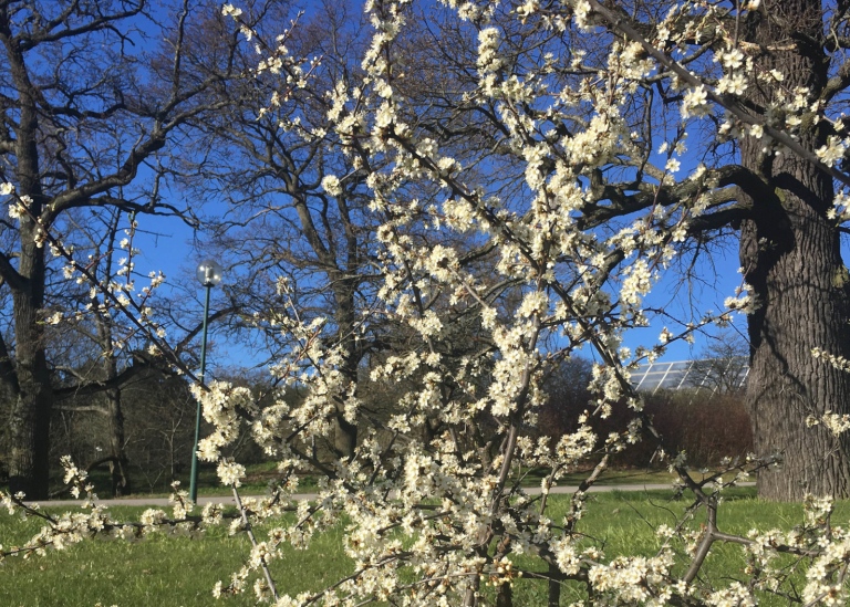 Slån, Prunus spinosa