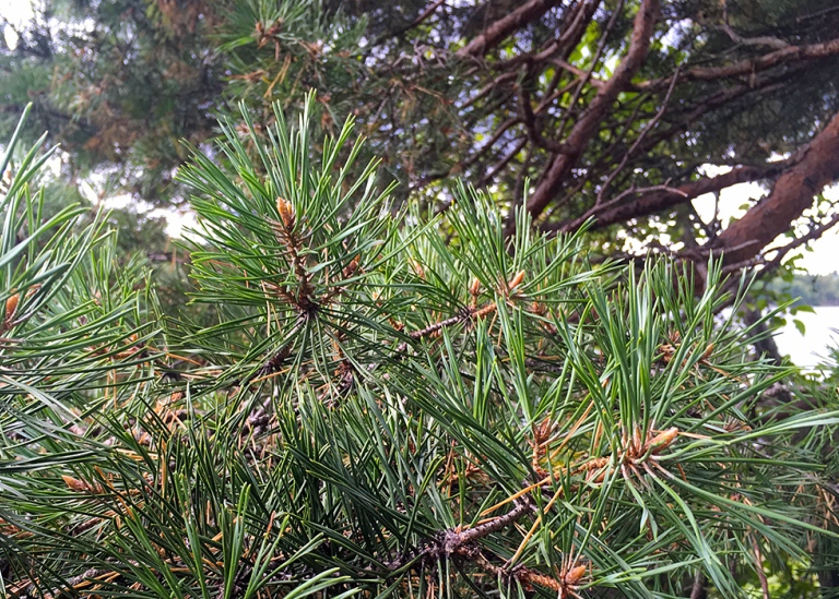 Tall, Pinus sylvestris