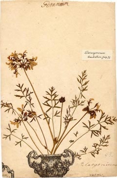 Linnéark av Pelargonium barbatum