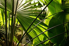 Stämningsfulla palmer i Palmhallen