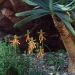 Aloearter i Sydafrikarummet