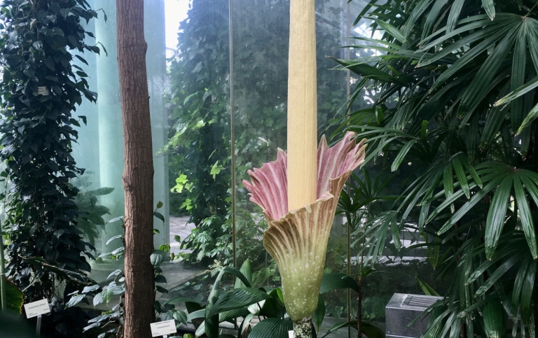 Amorphophallus 'John Tan' i full blom