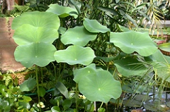 Indisk lotus, dess märkliga blad. Foto: Gunvor Larsson