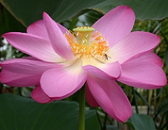 Indisk lotus. Foto: Gunvor Larsson