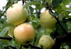 Bild av Arreskov äpple i frukt