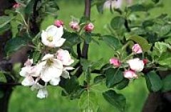 Bild av blommande Astrakan äpple