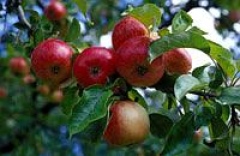 Bild av Astrakan äpple i frukt