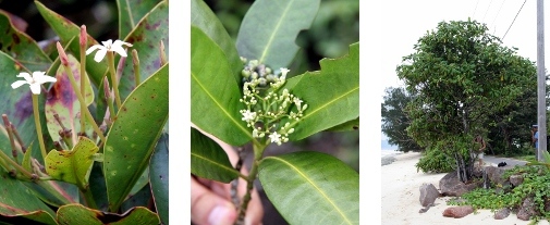 Bild av olika kaffeväxter från Seychellerna