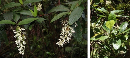 Bilder av kaffeväxter från Reunion