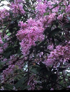 Bild av Syringa pinetorum