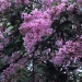 Bild av Syringa pinetorum
