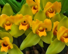 Tropisk orkidé: Lycaste caerulea