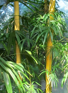 Bambu, Phyllostachys sp.