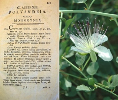 Picture of the book Materia medica published in 1778
