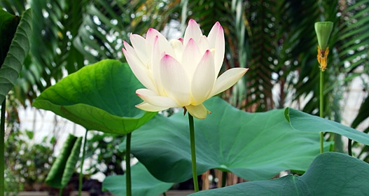Lotus from the Victoria house. Photo: Ann-Sofie Börjesson