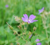 Närbild midsommarblomster. Foto: Lars Gunnar Reinhammar