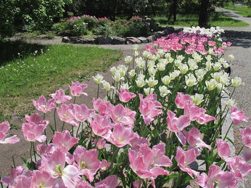 Varje år får trädgården bidrag för att fylla löktrappan med tulpaner och även andra lökväxter för att förstärka vårblomningen. Foto: Gunvor Larsson