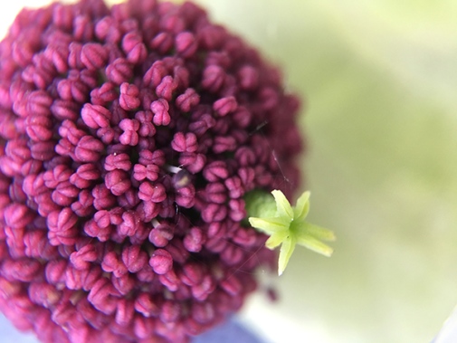 Närbild på näsduksträdets blomställning. Den lilla vita honblomman är omgiven av många små hanblommor. Foto: AnnSofie Börjesson