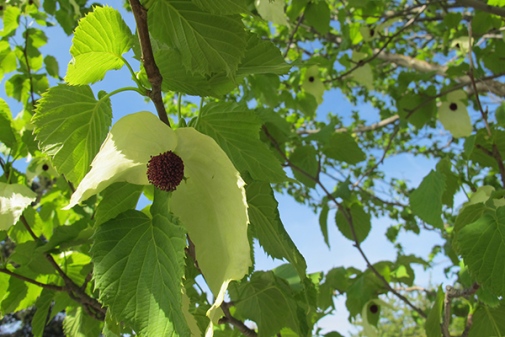The handkerchief tree. Photo: Mia Olvång